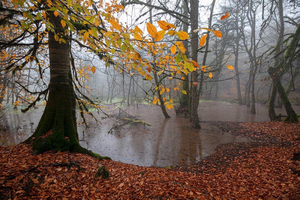 Autumn swamp