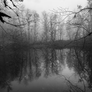 Swamp reflection